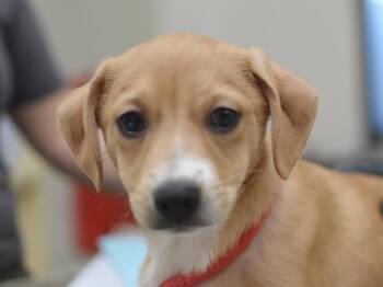 Sashimi -  Chihuahua Dog for Adoption in Portland, Oregon - Sashimi | PetCurious