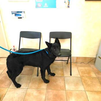 Shepherd and Husky Dogs Available for Adoption in California City, California - Hana | PetCurious