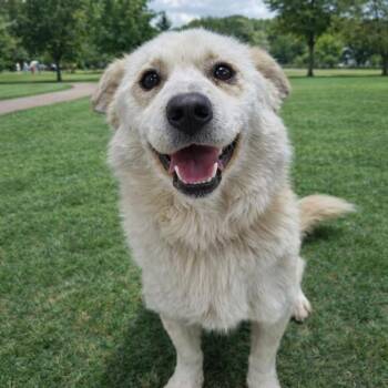 DANNY -  Pomeranian and Jindo Dog for Adoption in Johns Creek, Georgia - DANNY | PetCurious