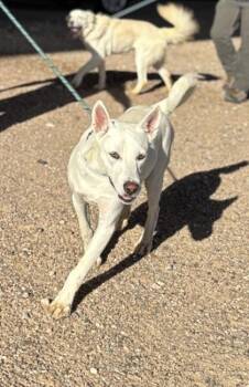 Ghost* -  Shepherd and Mixed Breed Dog for Adoption in El Paso, Texas - Ghost* | PetCurious