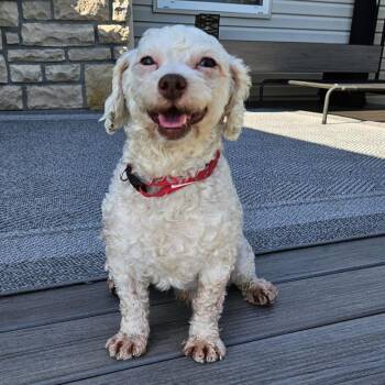 Frodo -  Miniature Poodle Dog for Adoption in Cincinnati, Ohio - Frodo | PetCurious