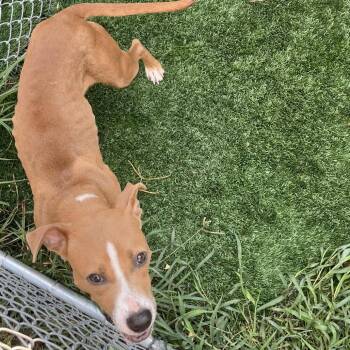 Fish Sticks -  Mixed Breed Dog for Adoption in Richmond Hill, Georgia - Fish Sticks | PetCurious