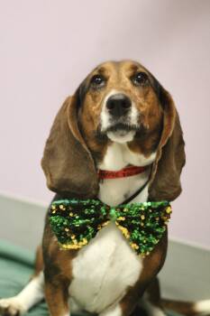 Basset Hound Dogs Available for Adoption - Gish In NH! Come Meet Our Adoptable Dogs Wednesday-Saturday. Mor | PetCurious