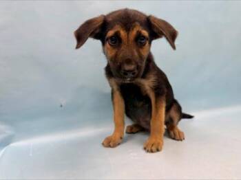 Jester -  German Shepherd Dog and Mixed Breed Dog for Adoption in Minneapolis, Minnesota - Jester | PetCurious