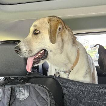 Joby - In Foster -  Mixed Breed Dog for Adoption in Alabaster, Alabama - Joby - In Foster | PetCurious