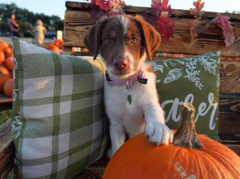 Theodore -  Border Collie Dog for Adoption in San Antonio, Texas - Theodore | PetCurious