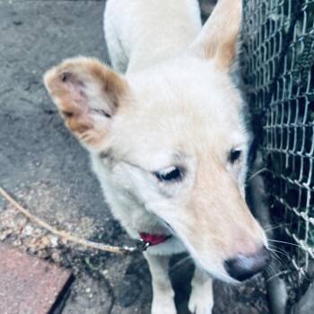 Iced Coffee -  Labrador Retriever and Golden Retriever Dog for Adoption in Austin, Texas - Iced Coffee | PetCurious