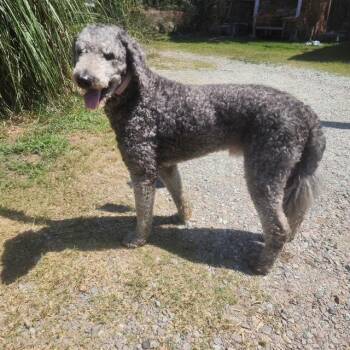 Valentino -  Standard Poodle Dog for Adoption in Manhasset, New York - Valentino | PetCurious