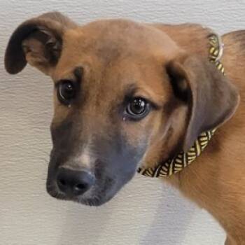 Rescue Mixed Breed Dogs for Adoption in Las Cruces, New Mexico - Tony | PetCurious