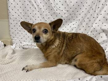 Chihuahua Dogs Available for Adoption in Modesto, California - A609851 | PetCurious