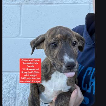 Australian Shepherd and Labrador Retriever Dogs Available for Adoption in Oviedo, Florida - Corporate Cookie | PetCurious