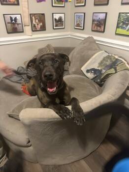 Rescue Pit Bull Terrier and German Shepherd Dog Dogs for Adoption in Raleigh, North Carolina - Big Ben | PetCurious