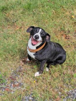 Dutchess -  Labrador Retriever Dog for Adoption in Springfield, Tennessee - Dutchess | PetCurious
