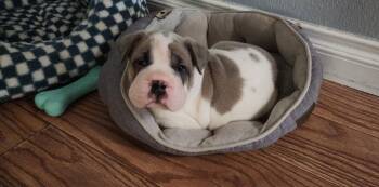 Bluey -  French Bulldog Dog for Adoption in Victorville, California - Bluey | PetCurious