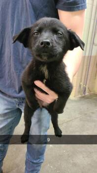 Labrador Retriever Dogs Available for Adoption in Swainsboro, Georgia - Cleo | PetCurious