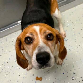 Juno -  Beagle and Hound Dog for Adoption in Aldie, Virginia - Juno | PetCurious