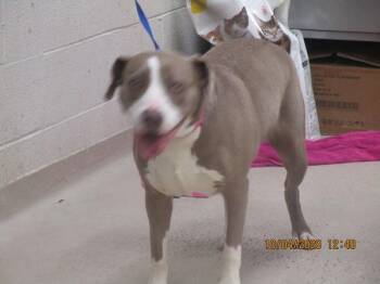 Chloe(811) -  Pit Bull Terrier Dog for Adoption in Marietta, Georgia - Chloe(811) | PetCurious