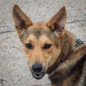 German Shepherd Dog and Collie Dogs Available for Adoption in Huntley, Illinois - Barbara | PetCurious