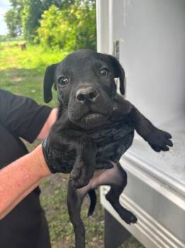 Olivia -  Labrador Retriever Dog for Adoption in Mobile, Alabama - Olivia | PetCurious