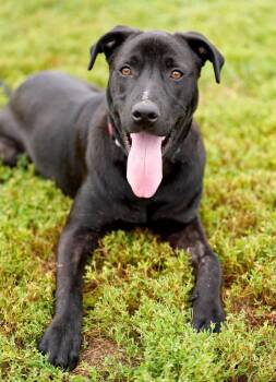 Willie -  Mixed Breed Dog for Adoption in Davenport, Iowa - Willie | PetCurious