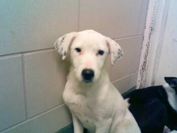 Rescue Mixed Breed Dogs for Adoption in Santa Fe, New Mexico - ZOE | PetCurious