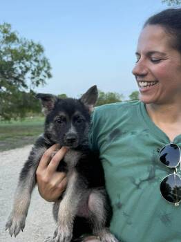 German Shepherd Dog Dogs Available for Adoption in Lockhart, Texas - Shepherd Puppy | PetCurious
