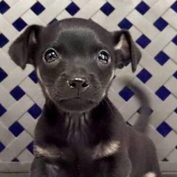 Charlie -  Chihuahua Dog for Adoption in Midland, Texas - Charlie | PetCurious
