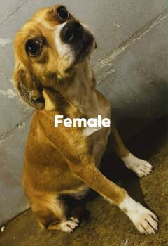 Chihuahua Dogs Available for Adoption in Minneapolis, Minnesota - Amarilla | PetCurious