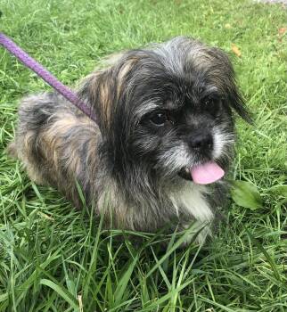 Archie -  Terrier Dog for Adoption in Elkins, West Virginia - Archie | PetCurious