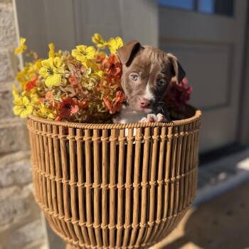 Binx -  Vizsla and Terrier Dog for Adoption in Baton Rouge, Louisiana - Binx | PetCurious