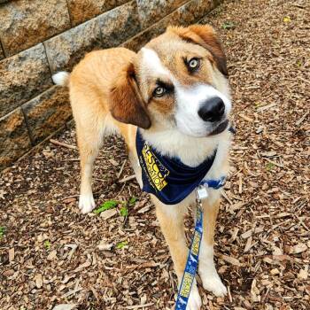 Collie and Mixed Breed Dogs Available for Adoption in Falls Church, Virginia - Rex | PetCurious