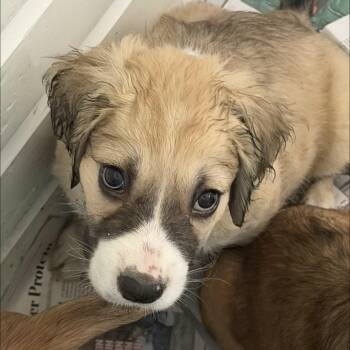NY Akeeko Avail Jul 25 (4H Putnam County Fair Carmel NY) -  Yellow Labrador Retriever and Golden Retriever Dog for Adoption in Stormville, New York - NY Akeeko Avail Jul 25 (4H Putnam County Fair Carmel NY) | PetCurious