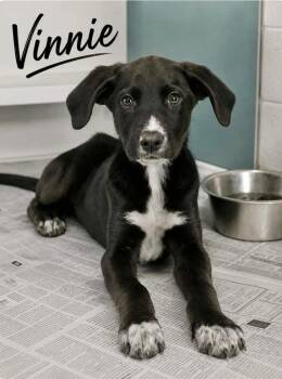 Vinnie -  Labrador Retriever and Pointer Dog for Adoption in Manchester, Connecticut - Vinnie | PetCurious