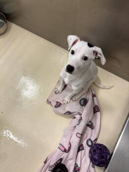 Rosita -  Australian Cattle Dog Blue Heeler Dog for Adoption in Kalamazoo, Michigan - Rosita | PetCurious