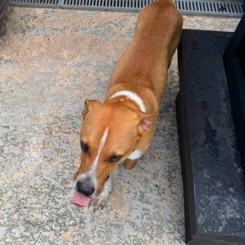 Georgie -  Mixed Breed Dog for Adoption in Brock, Texas - Georgie | PetCurious