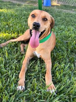 Tucker - Smart Boy With a Gentle Heart -  Labrador Retriever and Hound Dog for Adoption in Sugar Land, Texas - Tucker - Smart Boy With A Gentle Heart | PetCurious