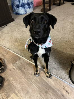 Rescue Border Collie and German Shepherd Dog Dogs for Adoption in Woodland, California - Sasha | PetCurious