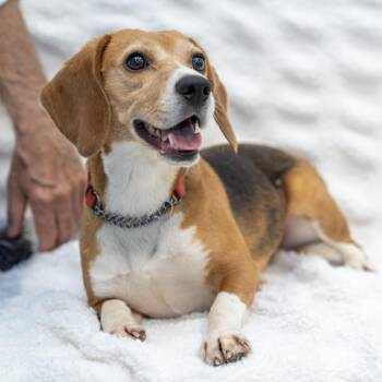 Denise -  Beagle Dog Available for Adoption in Wheeling, Illinois - Denise | PetCurious