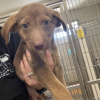 Doc Holiday -  Border Collie Dog for Adoption in Sonora, California - Doc Holiday | PetCurious