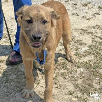 Shepherd Dogs Available for Adoption in Washington, District Of Columbia - Lambo | PetCurious