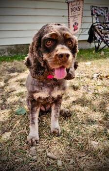 Brandy -  Cocker Spaniel Dog for Adoption in Austin, Texas - Brandy | PetCurious
