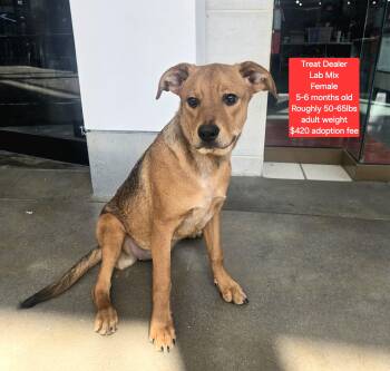 Rescue Labrador Retriever Dogs for Adoption in Oviedo, Florida - Treat Dealer | PetCurious