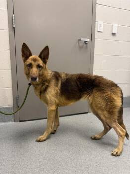 DAPHNE -  German Shepherd Dog Dog for Adoption in Indianapolis, Indiana - DAPHNE | PetCurious