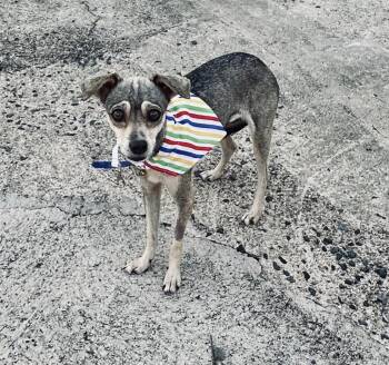 CUPCAKE -  Chihuahua and Terrier Dog for Adoption - CUPCAKE | PetCurious