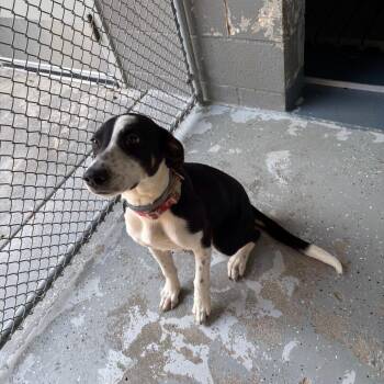 Louisa -  Hound and Mixed Breed Dog for Adoption in Galax, Virginia - Louisa | PetCurious