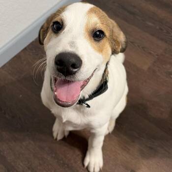 Labrador Retriever Dogs Available for Adoption in Krum, Texas - Meatballs | PetCurious