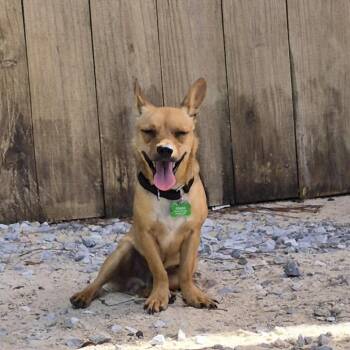 Zero -  Chihuahua Dog for Adoption in Freeport, Florida - Zero | PetCurious