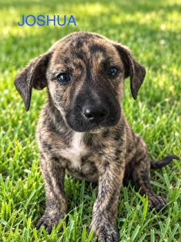 Joshua -  Pit Bull Terrier Dog for Adoption in Jefferson Hills, Pennsylvania - Joshua | PetCurious