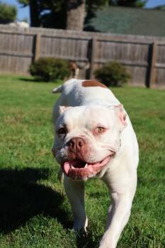 Smoosh -  Terrier Dog for Adoption in Waterloo, Iowa - Smoosh | PetCurious