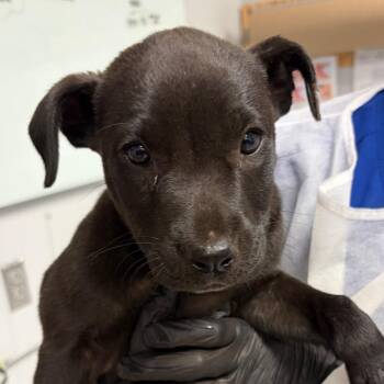 Jaguar -  Mixed Breed Dog for Adoption in Greenville, South Carolina - Jaguar | PetCurious